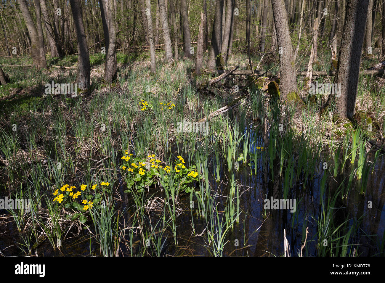 Bruchwald, Erlenbruchwald, Erlen-Bruchwald, Auwald, Sumpf mit Sumpf-Dotterblume, Sumpfdotterblume, Dotterblume, Maltha palustris, Kingcup, Kingscup, M Banque D'Images