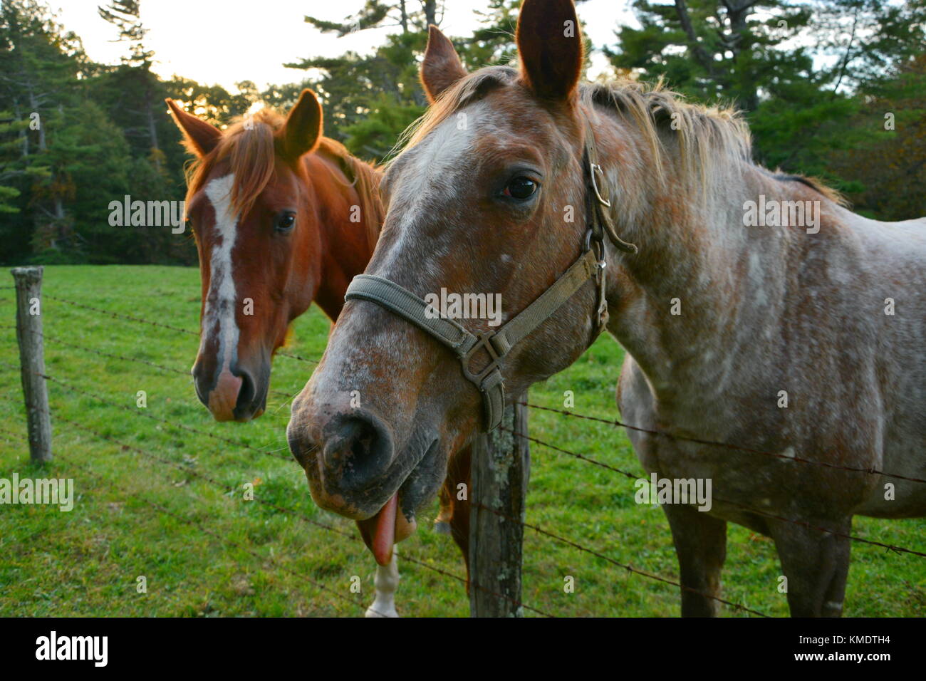 Les escrocs équine jambon il jusqu'aux touristes près de la prairie ronde donnent sur sur le Blue Ridge Parkway, dans l'espoir de marquer quelques pommes comme friandise. Banque D'Images