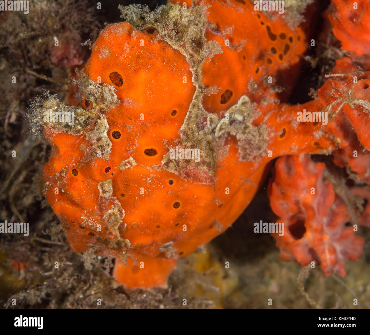 Poisson Grenouille peint orange sur un corail Banque D'Images