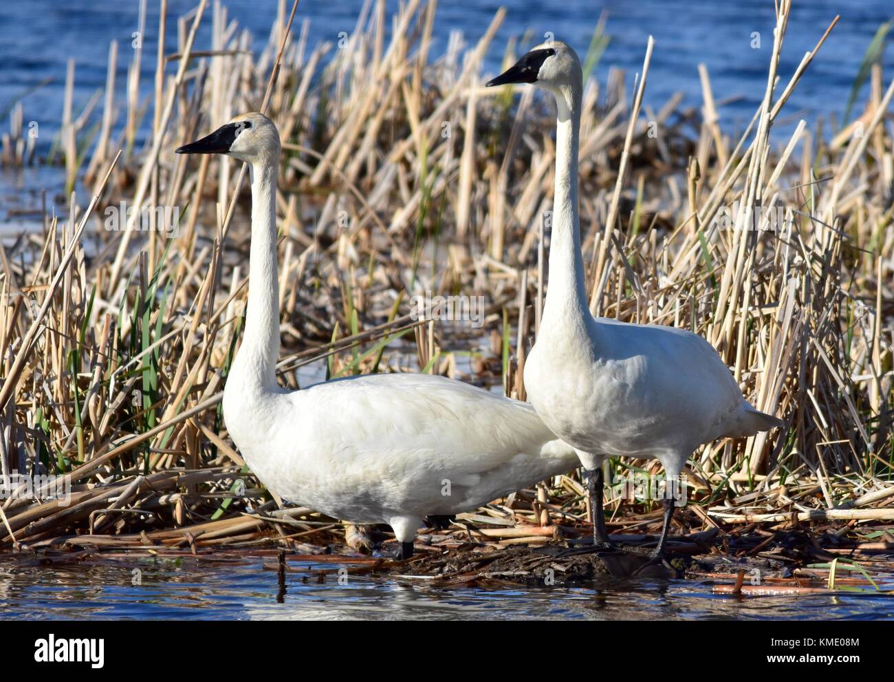 Une paire de cygne trompette se nourrissent le long de la rivière verte à l'seedskadee National Wildlife Refuge, 26 mai 2017 près de Green River, Wyoming. (Photo par Tom koerner via planetpix) Banque D'Images