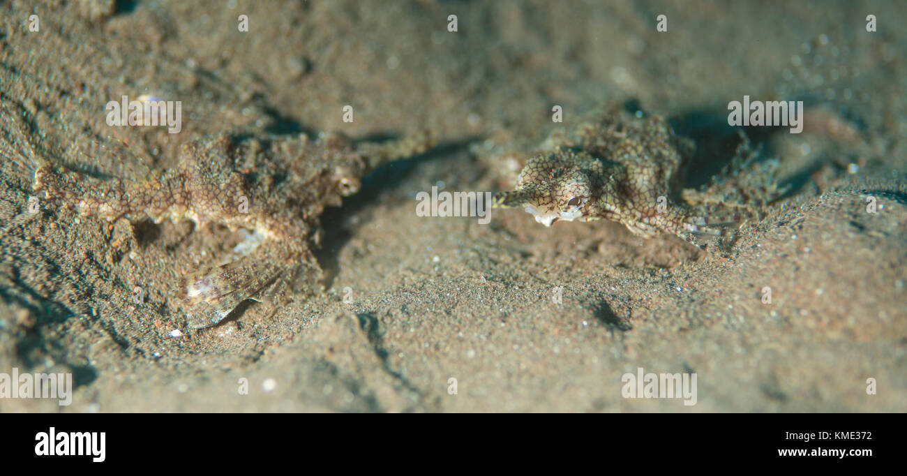 Seamoths glisse sur l'océan Banque D'Images