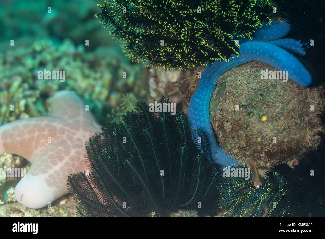 Blue Star et granulé seastar déposée sur les coraux Banque D'Images