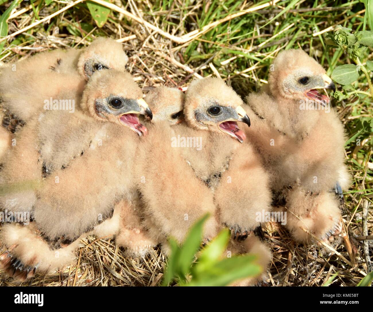 Busard Saint-Martin poussins attendent d'être nourris dans leur nid au rez-de-chaussée à l'seedskadee National Wildlife Refuge, 17 juin 2017 près de Green River, Wyoming. (Photo par Tom koerner via planetpix) Banque D'Images