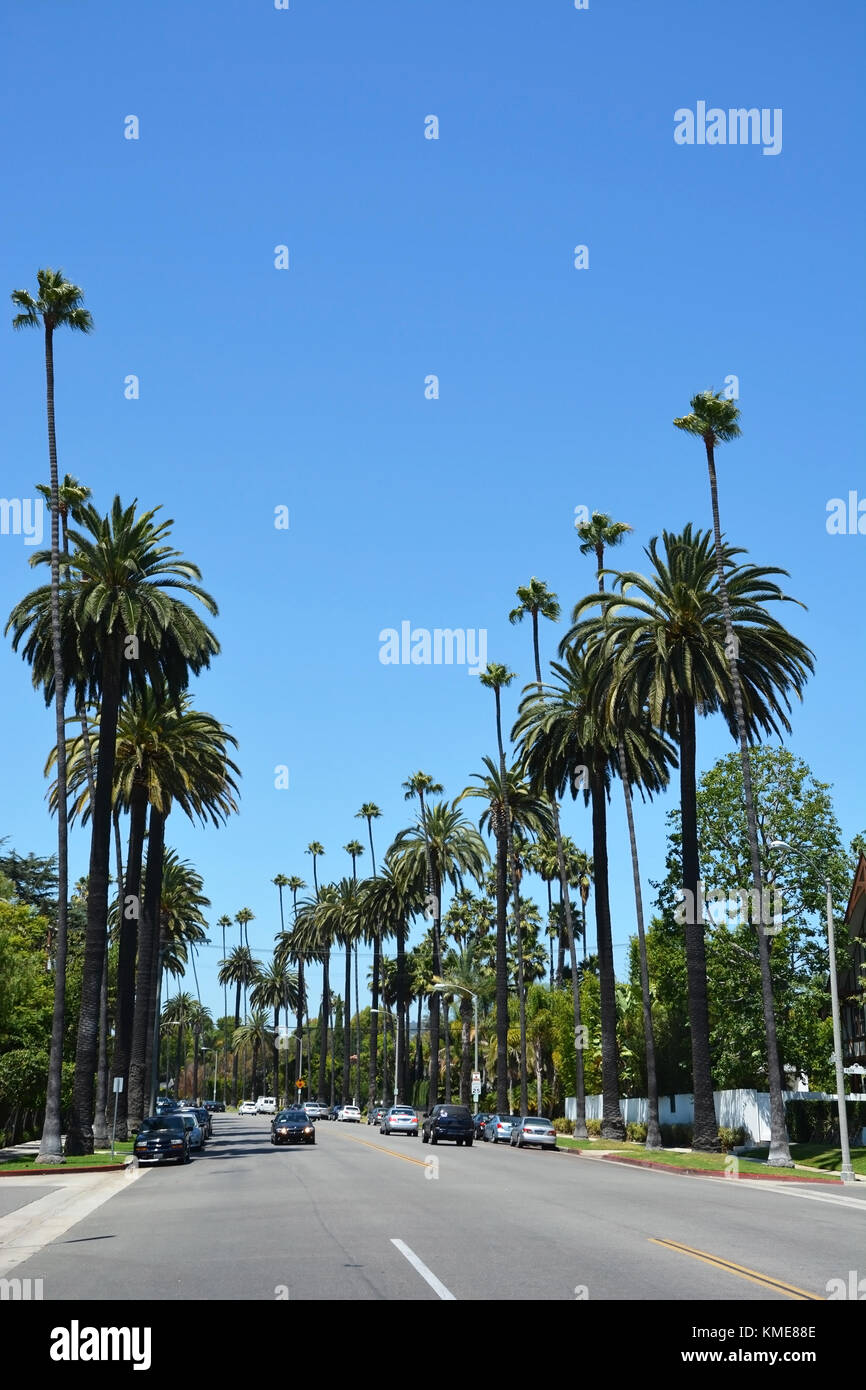 Los Angeles, CA - aug 21 : palm tree lined street à Los Angeles, CA le août. 21, 2013. Beverly Hills est célèbre dans le monde entier pour sa culture et luxe Banque D'Images