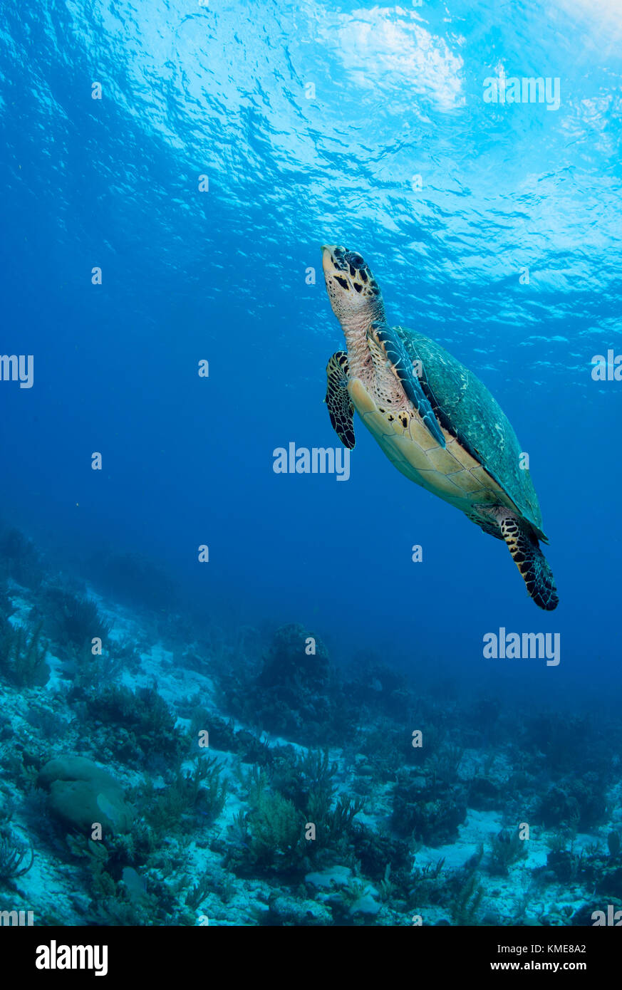 La tortue imbriquée, Glover's atoll reef Banque D'Images