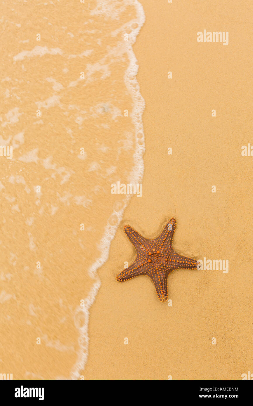 Starfish trouvés sur le parc national de l'île Moreton, Queensland, Australie Banque D'Images