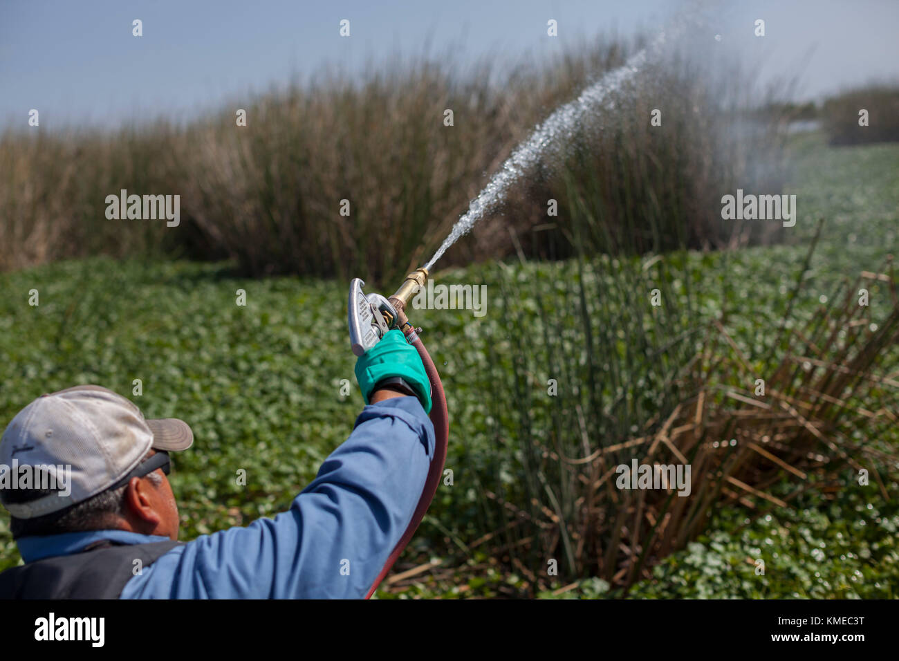 Man spraying water hyacinth avec des produits chimiques, Stockton, Californie, États-Unis Banque D'Images