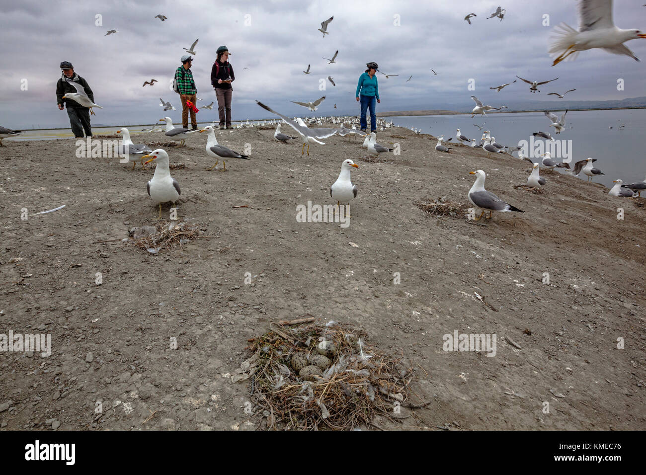 Les membres de l'Observatoire d'oiseaux de la baie de San Francisco en Californie du Sud enquête Gull Bay, près de restauration Aviso, California, USA Banque D'Images