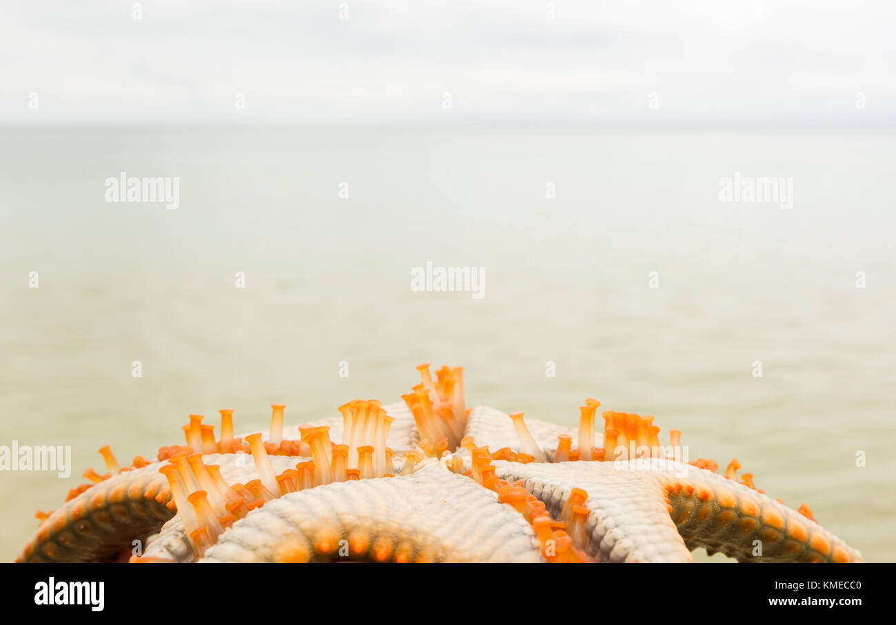 Starfish trouvés sur le parc national de l'île Moreton, Queensland, Australie Banque D'Images