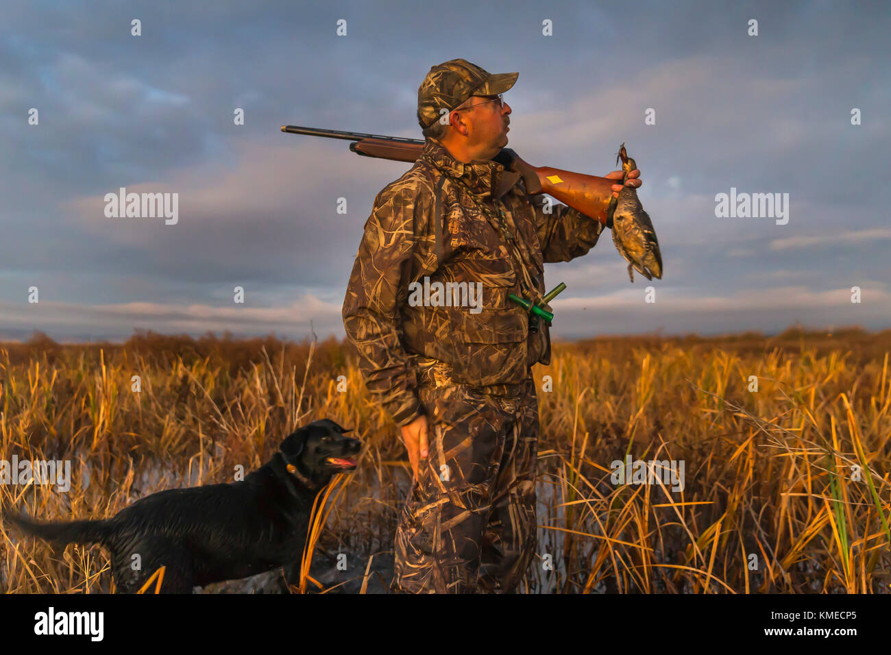 hunter Holding canard et chien, Suisun Marsh, Suisun City, Californie, États-Unis Banque D'Images