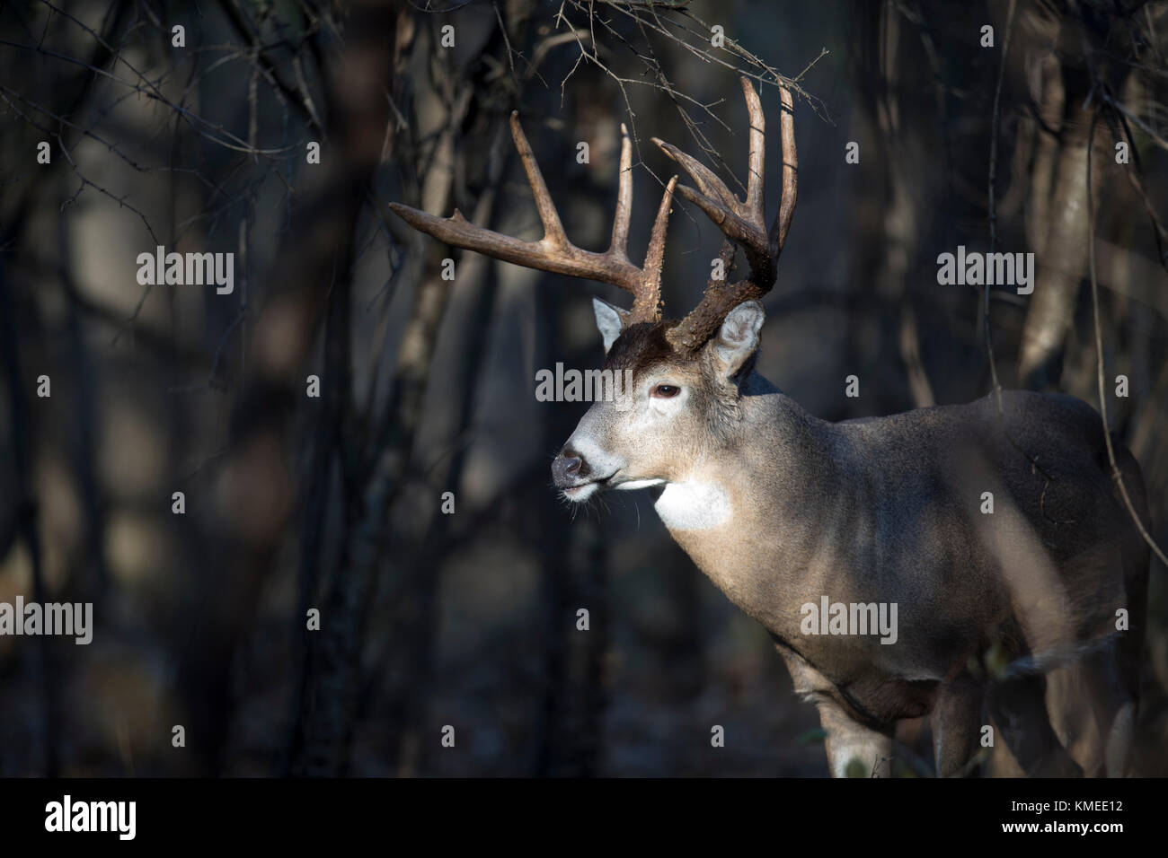 Un grand cerf blanc en buck avec sa tête dans un sunbeam. Banque D'Images