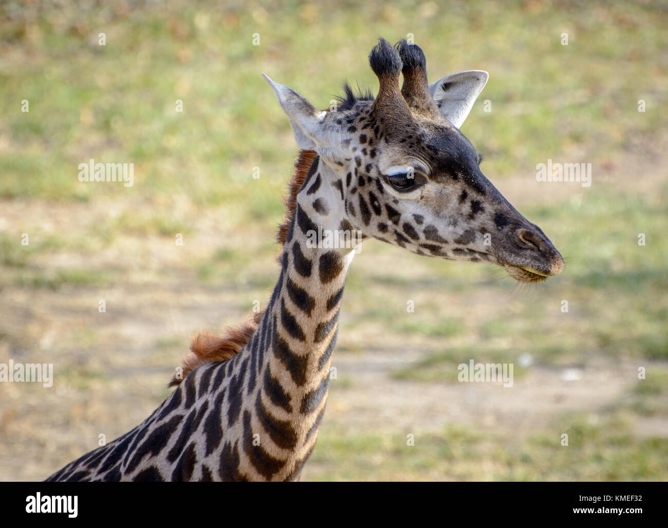 Une girafe masai juvénile Banque D'Images