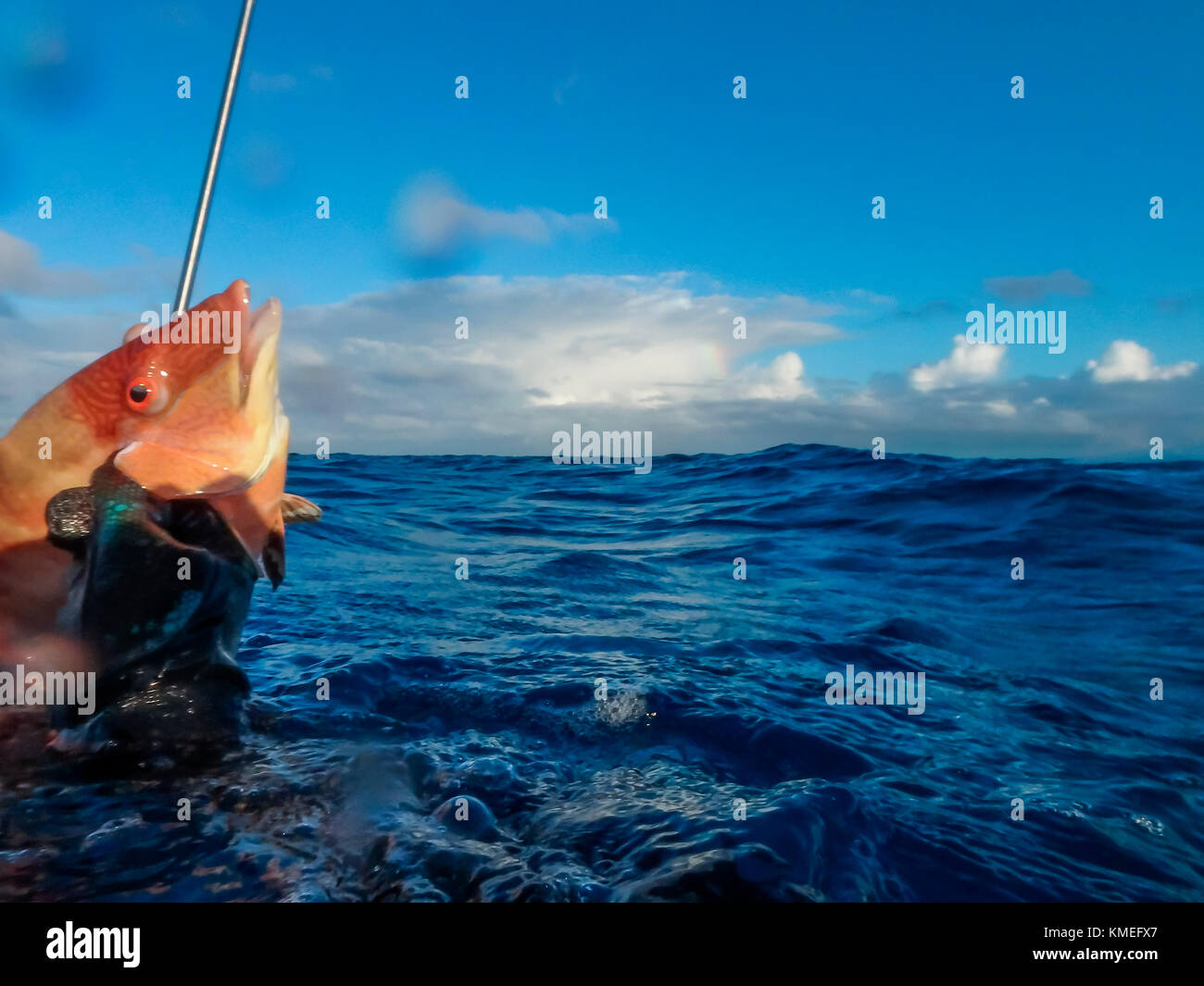 Le plongeur tenant attrape du poisson-mouche tout en pêchant le fer de lance, Clarence Town, long Island, Bahamas Banque D'Images