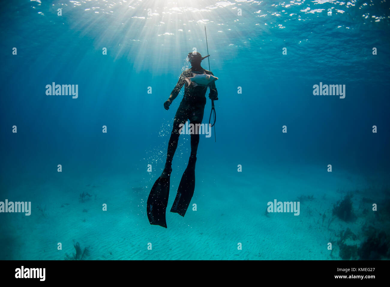 Plongée sous-marine après avoir arraché du poisson-mouche tout en pêchant le fer de lance dans l'océan, Clarence Town, long Island, Bahamas Banque D'Images