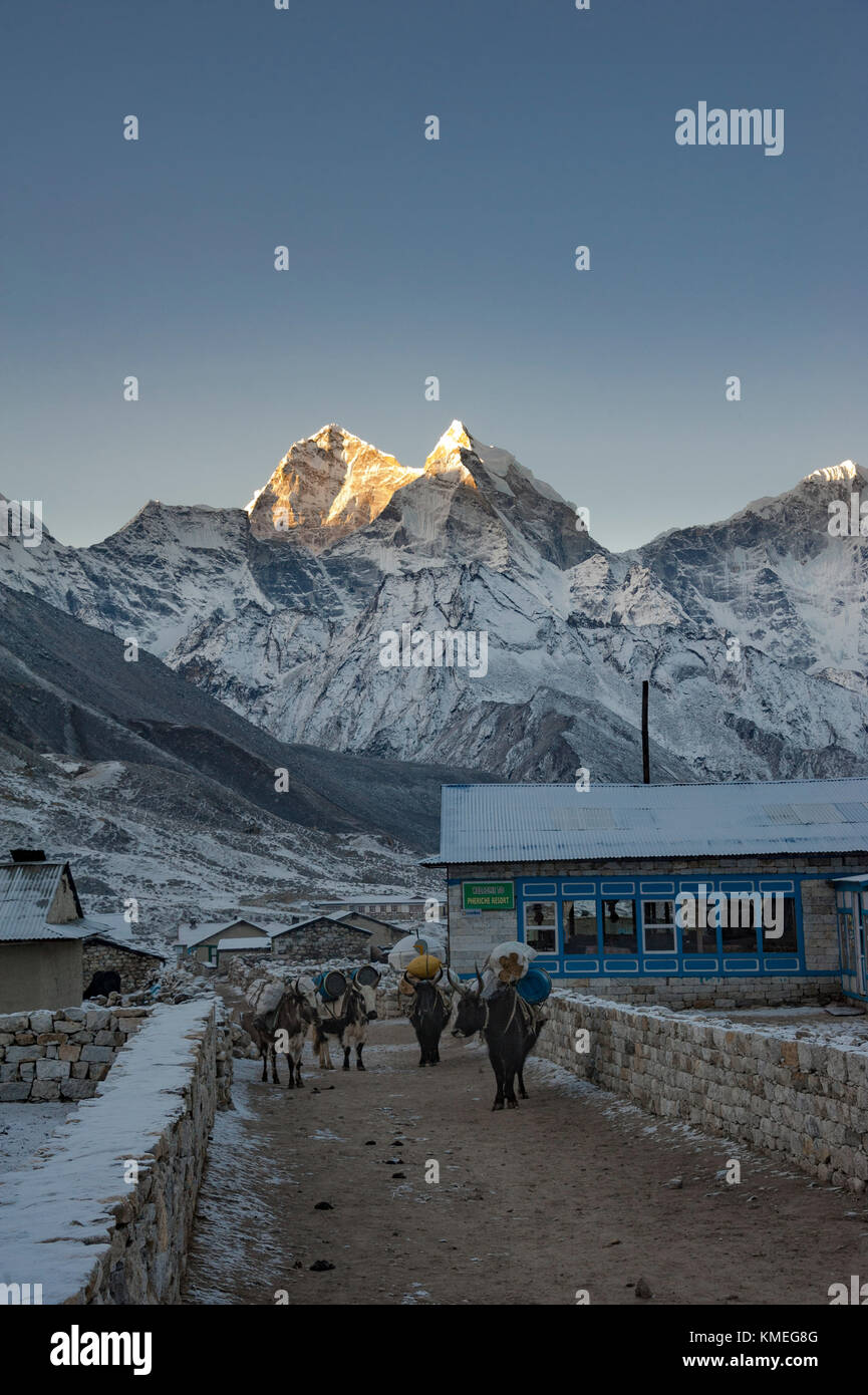 Des yaks de montagne à l'aube de l'hiver, à Solukhumbu, au Népal Banque D'Images
