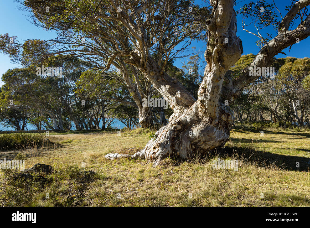 Noueux massifs old snow Gum (Eucalyptus pauciflora) à trois mile, Kiandra Département de parc national dans les montagnes enneigées de la Nouvelle Galles du Sud Banque D'Images