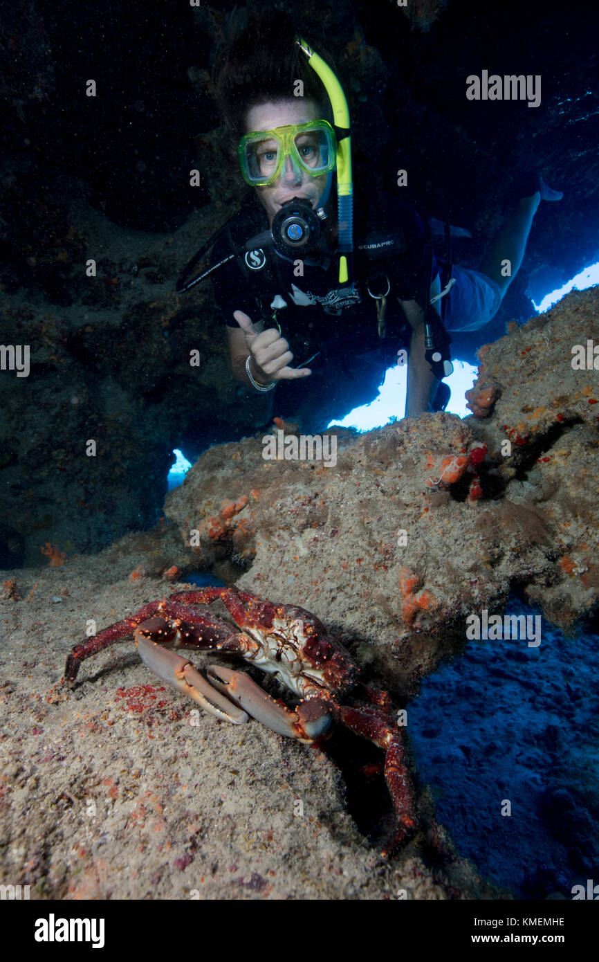 Scuba Diver explore cavern contenant channel accroché le crabe. Banque D'Images