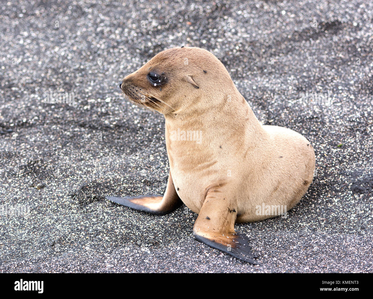 Un Bebe Lion De Mer Des Galapagos Sur L Ile Fernandina Photo Stock Alamy