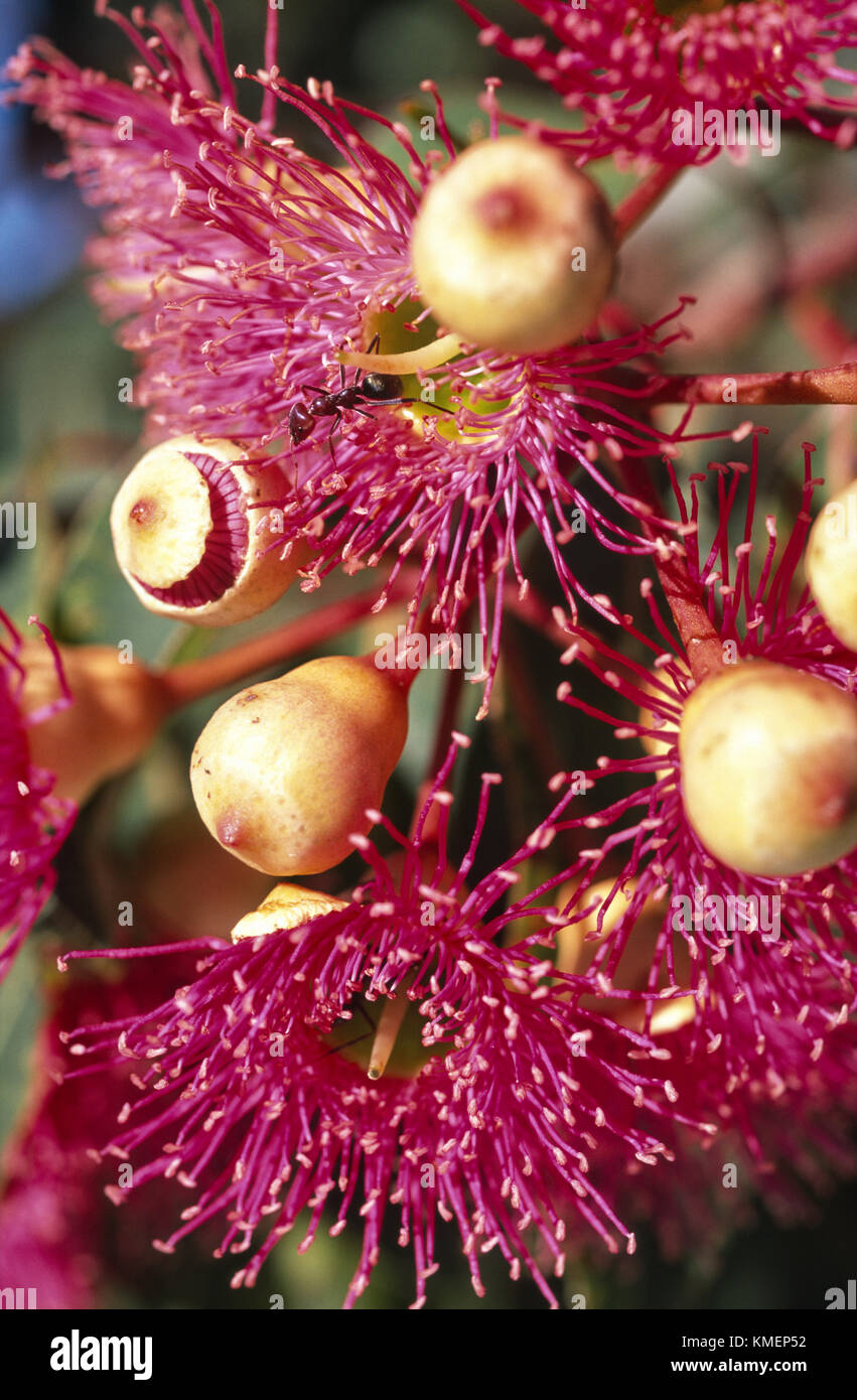 Alimentation Ant sur les fleurs de gum tree (Corymbia ficifolia) Banque D'Images
