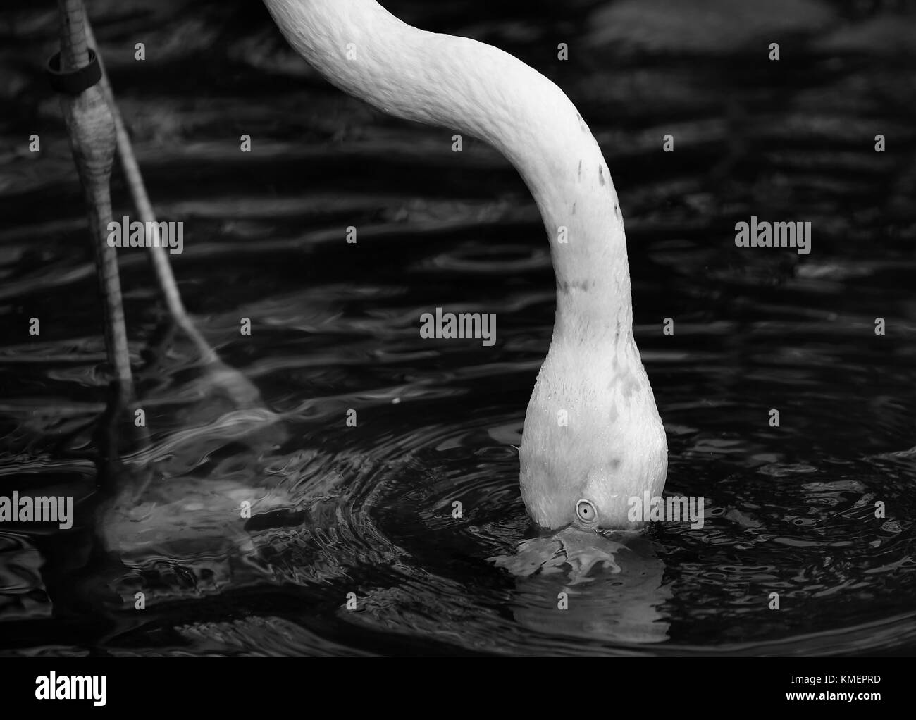 Flamingo vu dans parc des oiseaux à Kuala Lumpur, le 30 novembre 2017. Banque D'Images