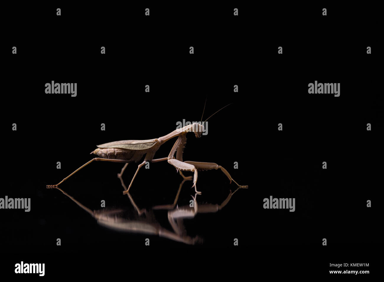 La mante religieuse sur fond noir. Imago Sphodromantis gastrica. Banque D'Images