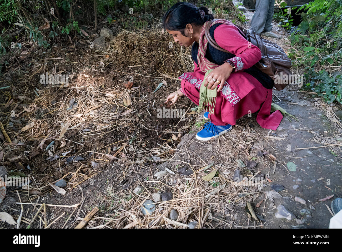 Une femme l'examen de la formation de compost de bouse de vache qui est utilisé dans l'agriculture biologique. Elle contribue au développement durable. Banque D'Images