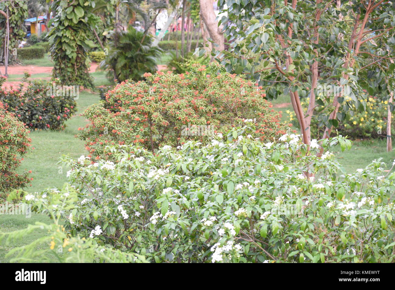 Arbres et fleurs colorées au jardin. Banque D'Images