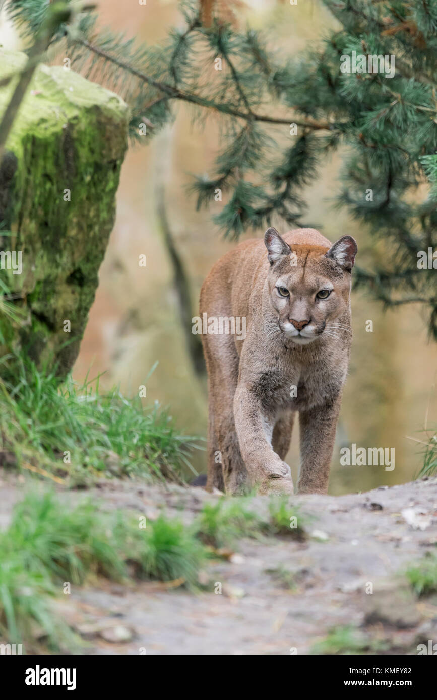 Puma,Puma concolor, Puma Banque D'Images