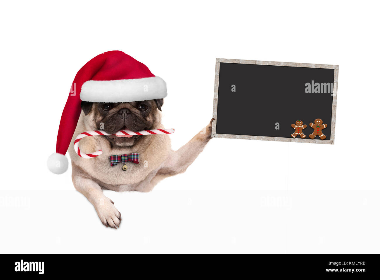 Noël mignon pug dog with santa hat and Candy Cane, blankboard holding sign in paw, isolé sur fond blanc Banque D'Images