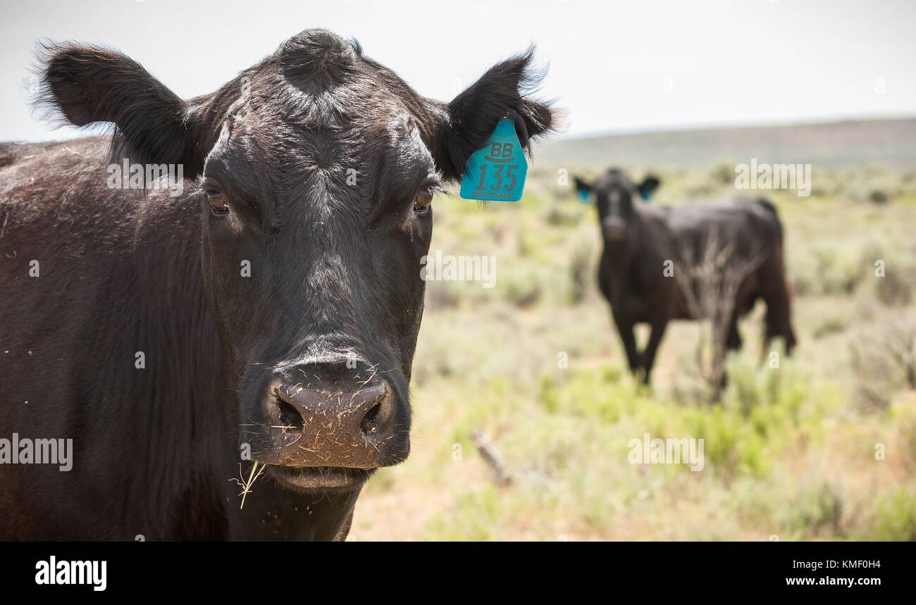 Le bétail paître dans un champ près de soldier Creek à l'owyhee river wilderness canyonlands 7 juin 2017 près de Boise, Idaho. (Photo de greg cirées par planetpix) Banque D'Images