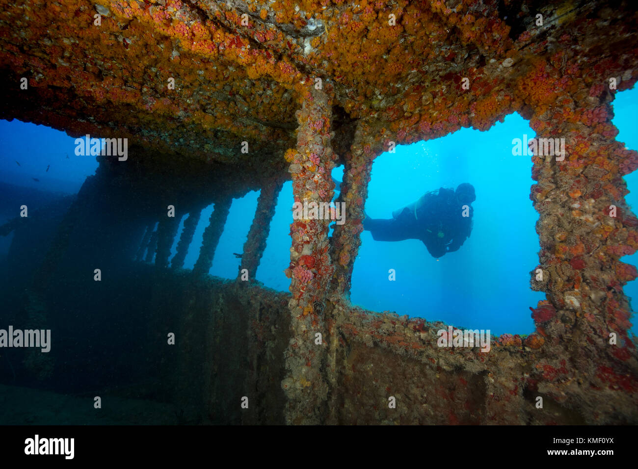 Scuba Diver explore l'épave du vandenberg, key west. Banque D'Images