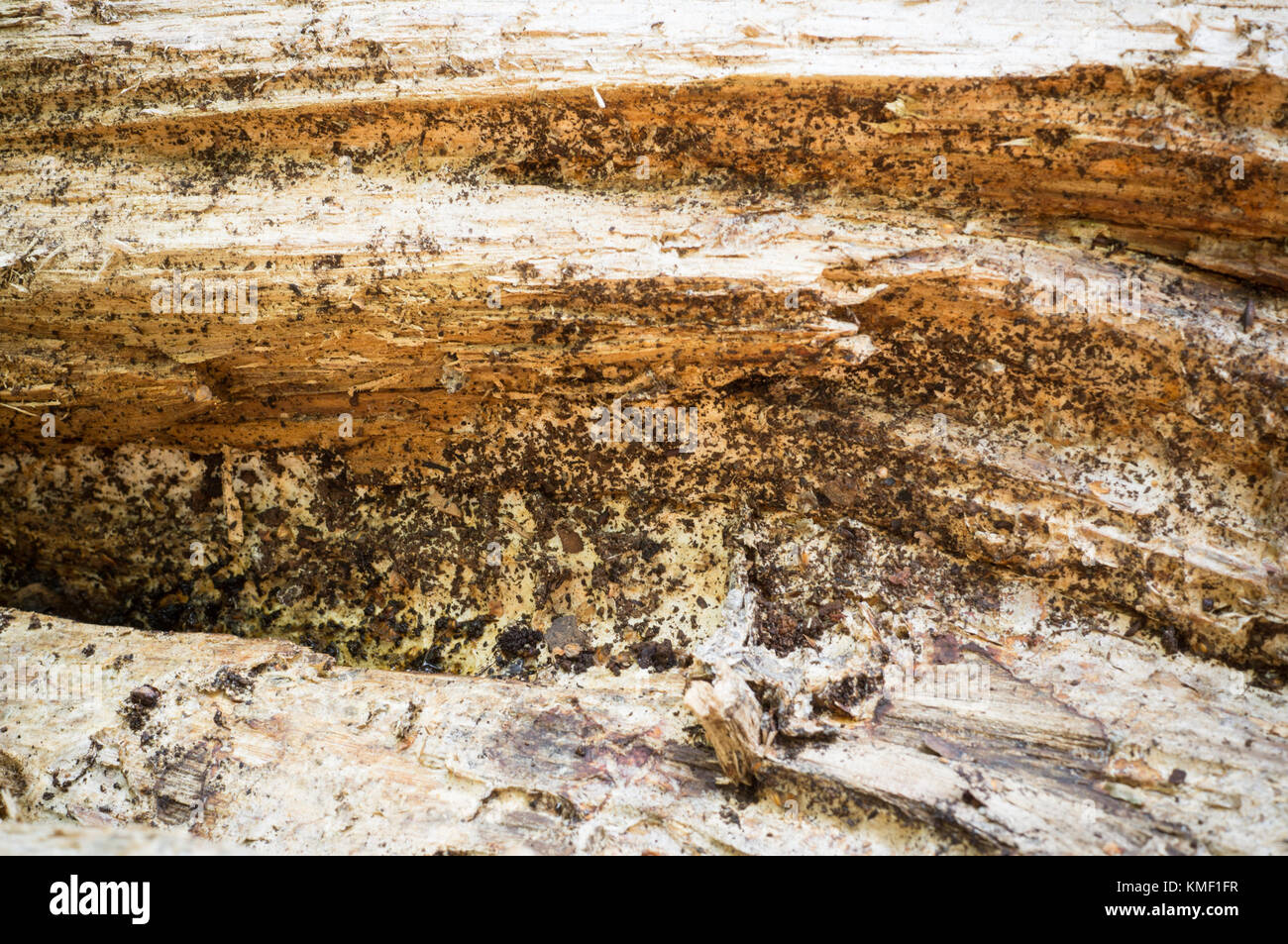 Détail texture rugueuse du bois tombé pour l'arrière plan. surface, abstract, arrière-plan. Banque D'Images