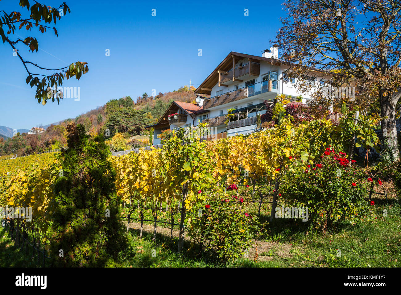 Vignobles dans la couleur de l'automne sur les pentes de la montagne au-dessus du village de Brixen, Italie, Europe. Banque D'Images