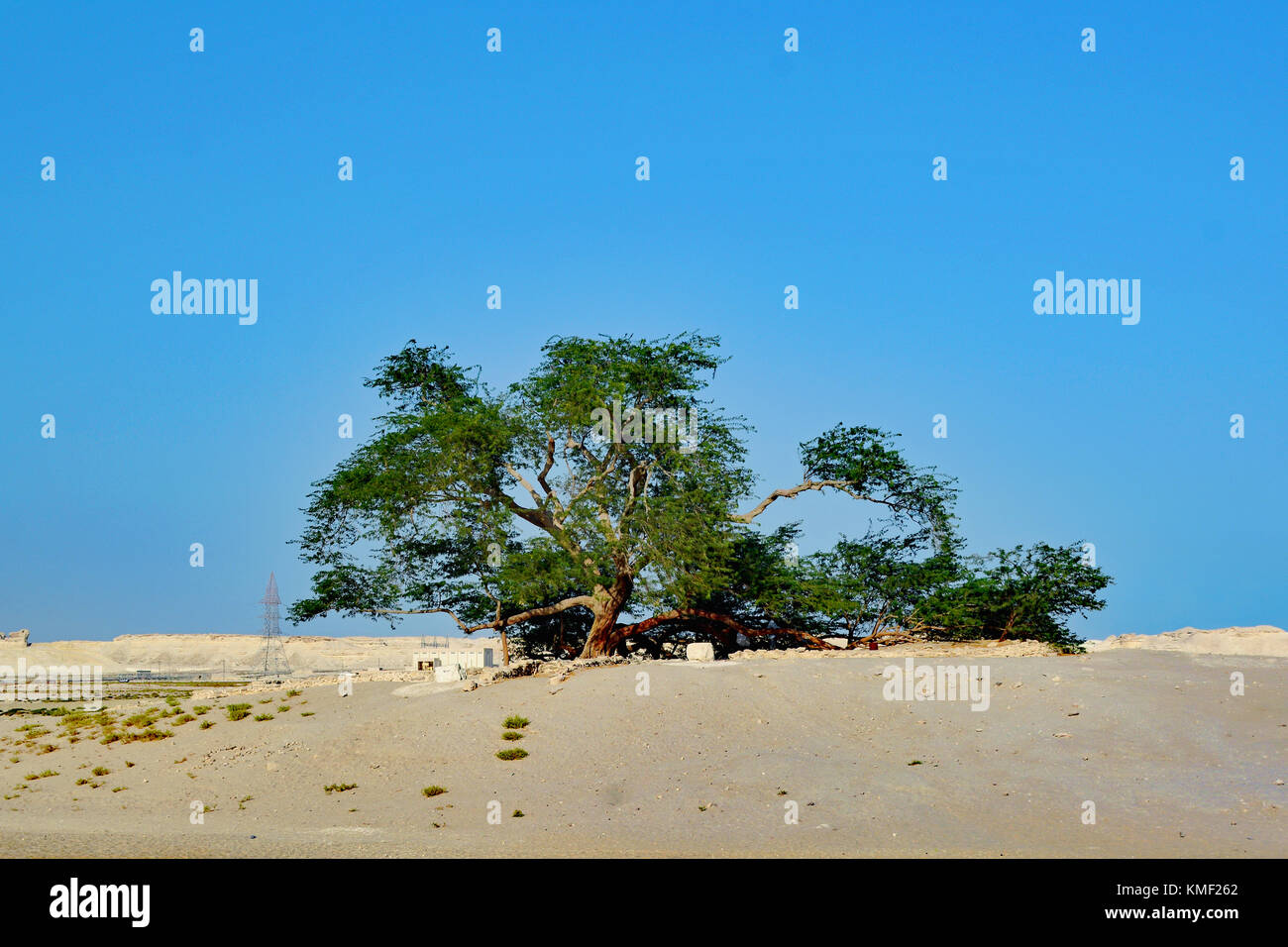 Arbre de vie dans le Jebel Dukhan, Bahreïn. Cette année 400 + vieil arbre est seul entouré par des kilomètres de désert avec apparemment aucun moyen d'une source d'eau. Banque D'Images