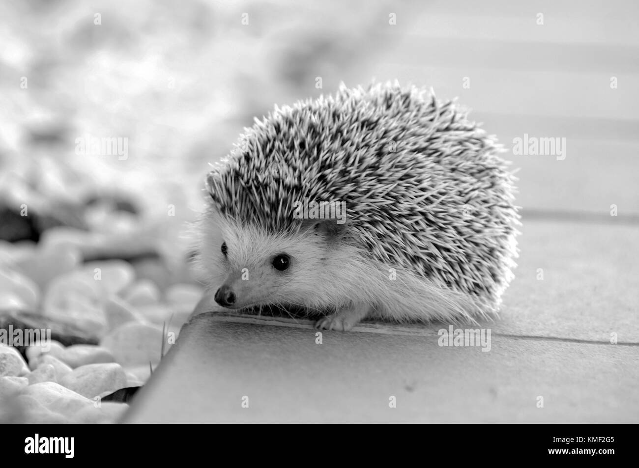 Herisson Mignon Photo Stock Alamy