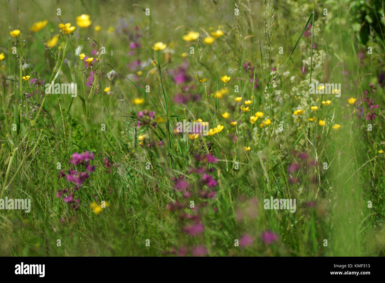 Fleurs et l'herbe éclairées par la lumière du soleil chaud de l'été sur un pré, abstract backgrounds naturel pour votre conception. meadow renoncules jaunes Banque D'Images