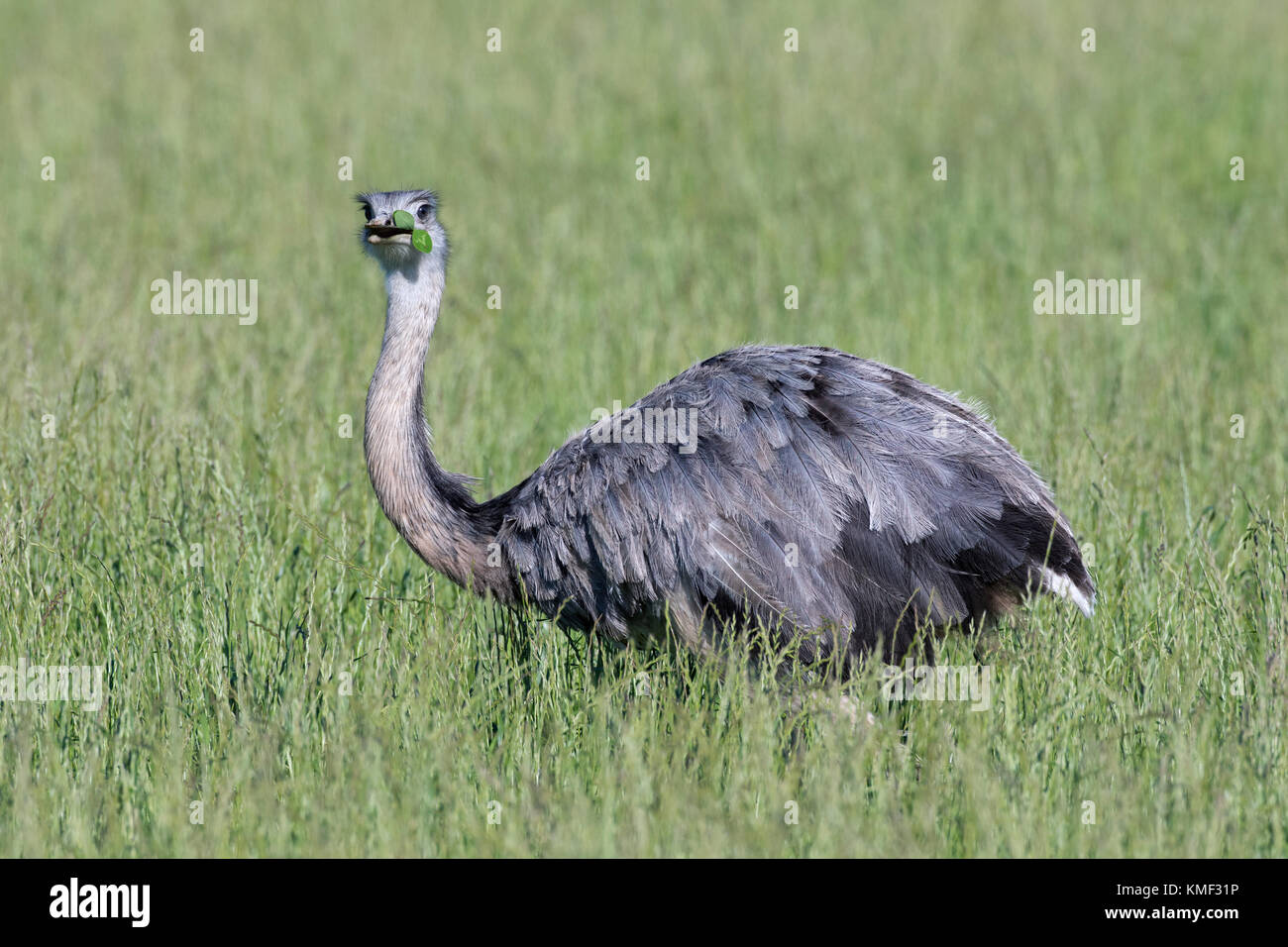 Grande nandou / nandú (Rhea americana) femelle en âge de se faire du fourrage dans les terres agricoles, espèces envahissantes dans le Mecklembourg-Poméranie-Occidentale, Allemagne Banque D'Images