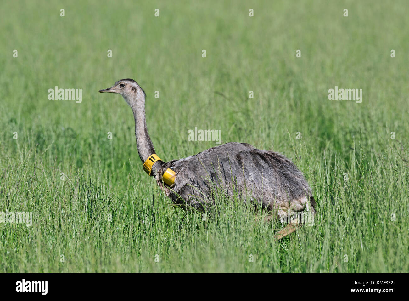 Grande nandou / nandú (Rhea americana) femelle avec émetteur radio pourring dans les terres agricoles de Mecklembourg-Poméranie-Occidentale, Allemagne Banque D'Images