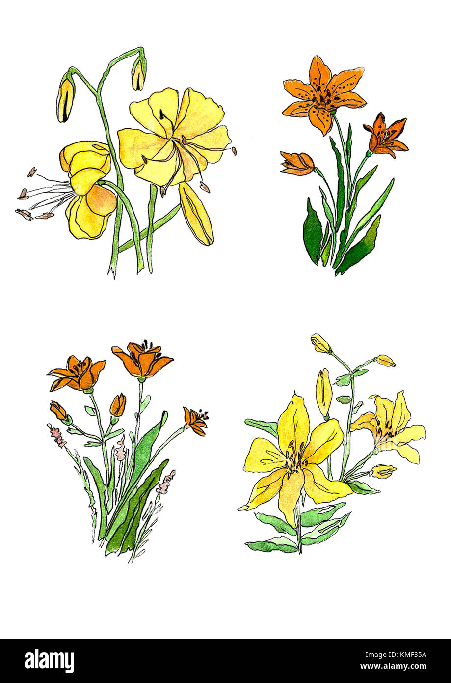 Aquarelle fleur de lys sur fond blanc Banque D'Images