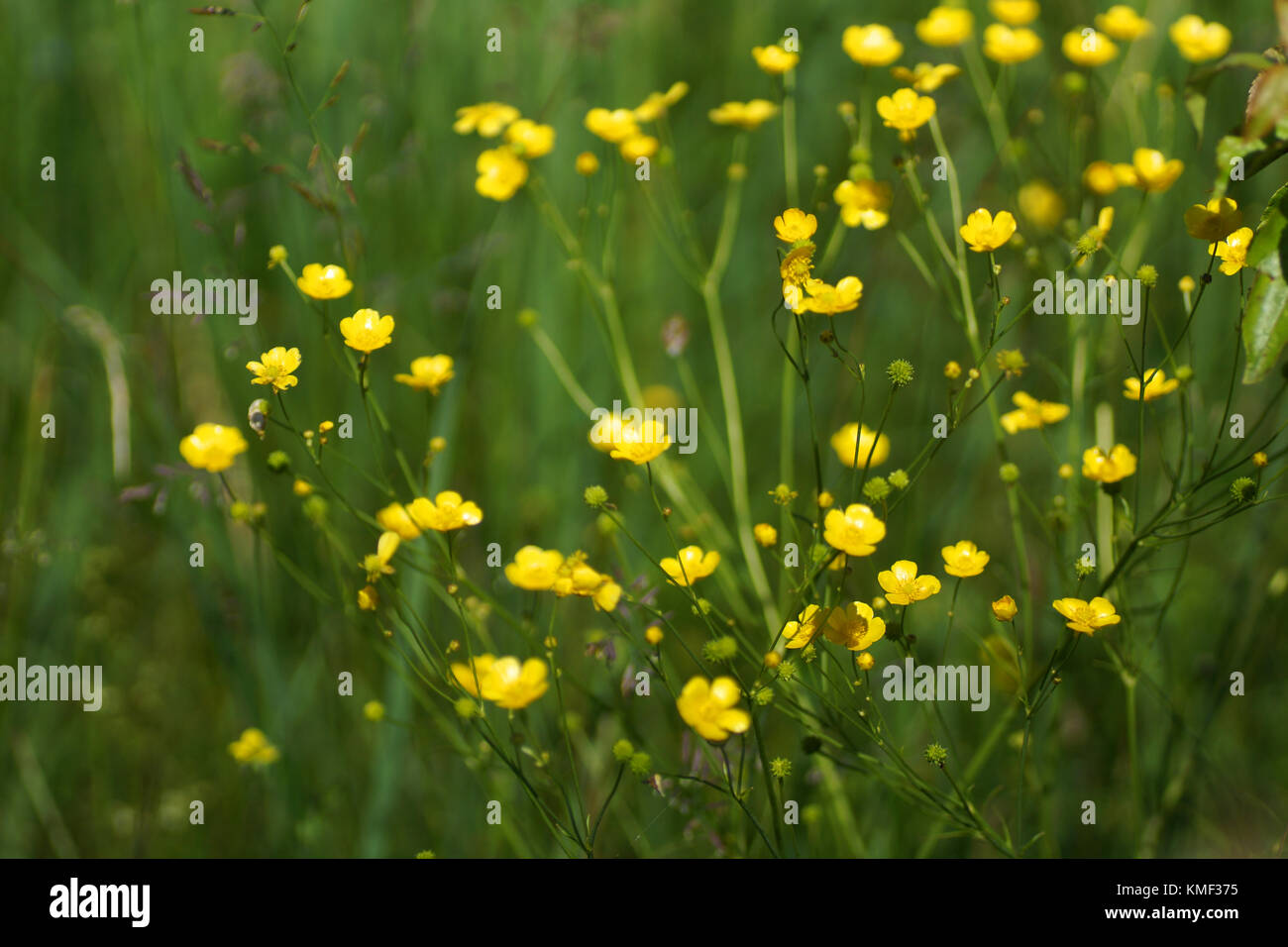 Fleurs et l'herbe éclairées par la lumière du soleil chaud de l'été sur un pré, abstract backgrounds naturel pour votre conception. meadow renoncules jaunes Banque D'Images