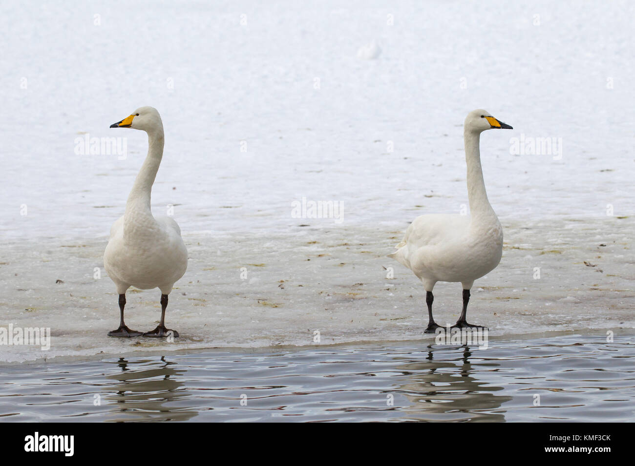 Deux cygnes chanteurs (Cygnus cygnus) debout sur la glace de l'étang gelé en hiver Banque D'Images