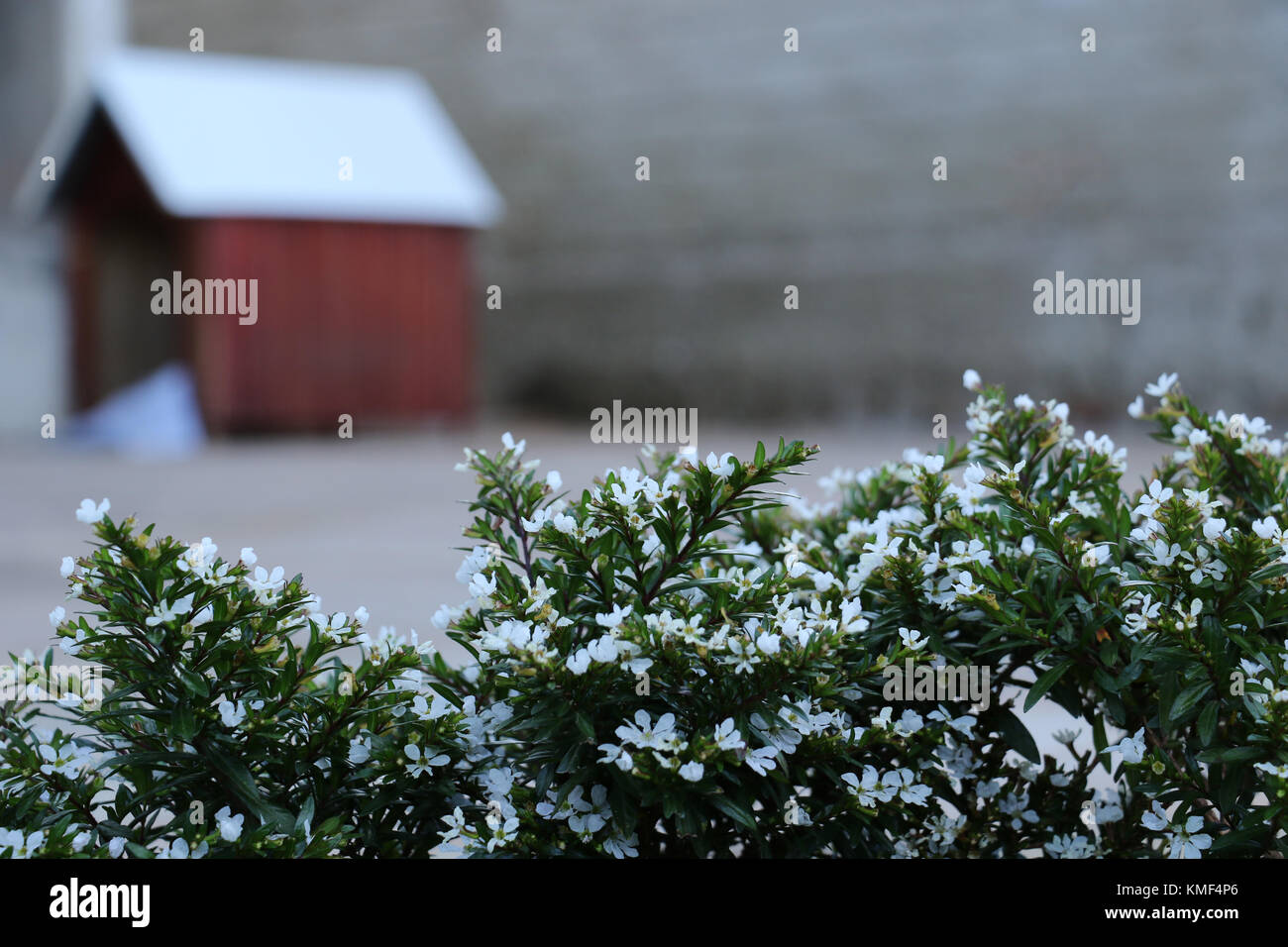 Chien en bois maison dans une cour en attente d'un chien ou chiot. un abri protecteur pour les chiens errants, montrant les soins et l'amour pour les animaux de compagnie. chien de la maison isolée. Banque D'Images