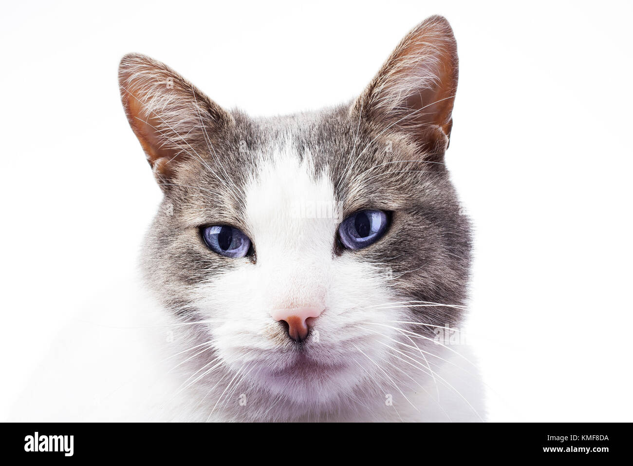 Chat domestique isolées sur fond blanc. Cat qui veulent de la nourriture. Cat formés. Mammifère animal animal de compagnie. Beau chat blanc gris jeune chaton isolé sur fond blanc studio photo. Chat avec de beaux yeux. Banque D'Images