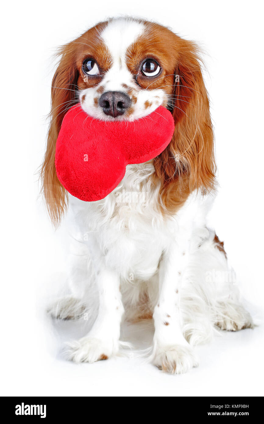 Adorable cavalier king charles spaniel chien chiot blanc isolé sur fond de studio. Chiot Chien peluche avec grand cœur. Banque D'Images