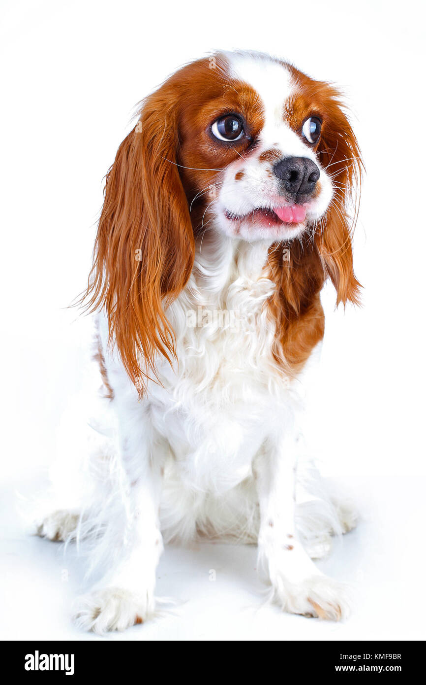Cute funny dog photo. Cavalier King Charles Spaniel puppy dog isolées sur fond blanc studio. Funny puppy. Banque D'Images