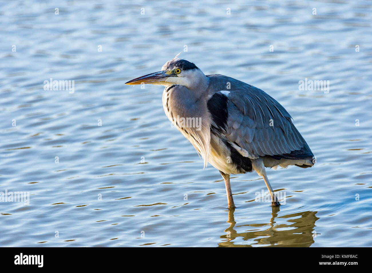 Héron cendré, Ardera cinerea , Pont de Gau Camargue France Banque D'Images