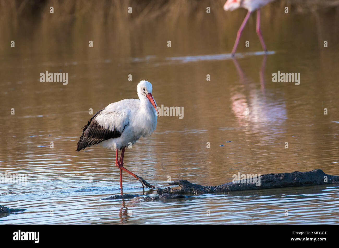 Cigogne Blanche Camargue France Banque D'Images