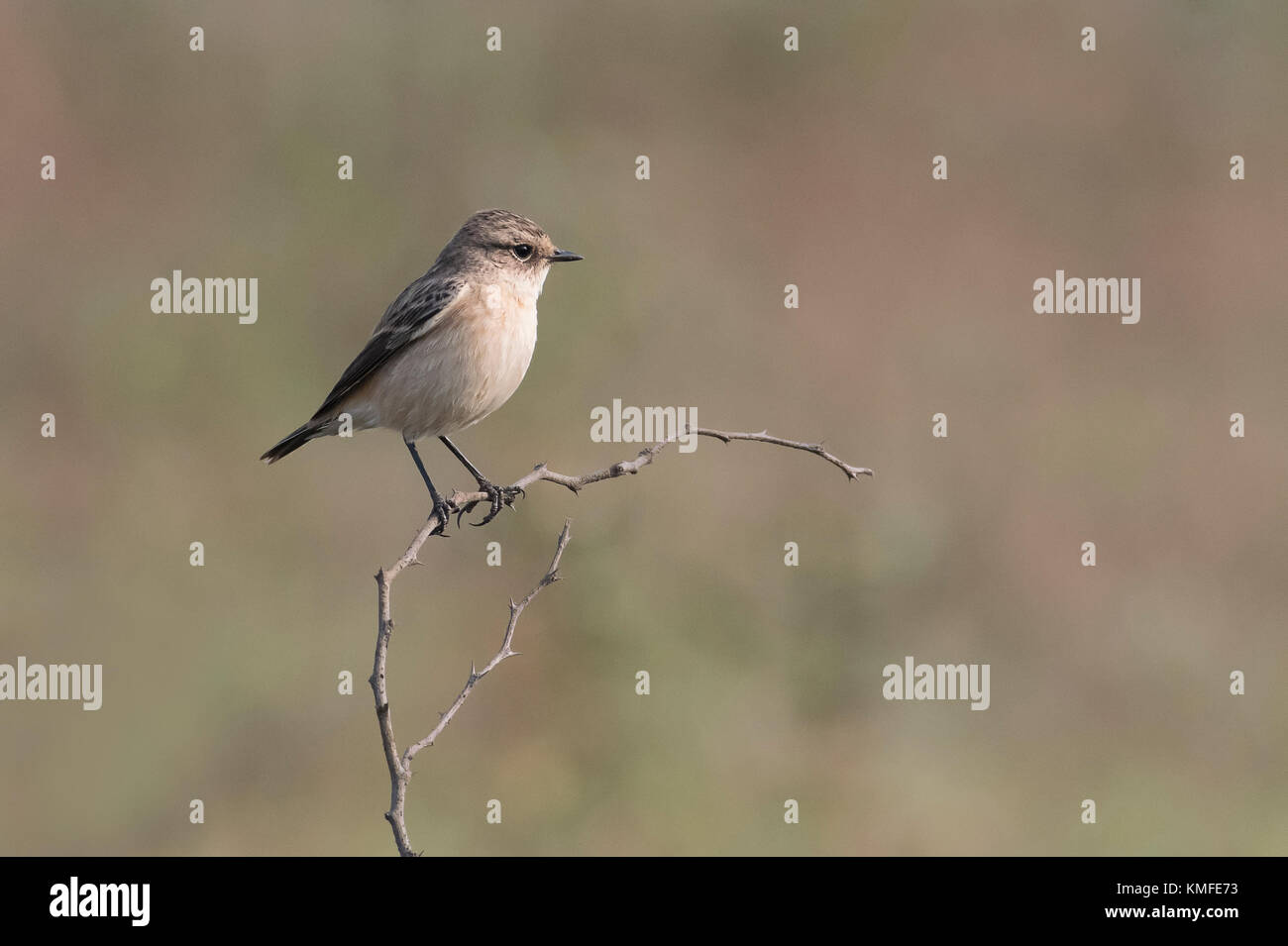 Portrait de femme stonechat assis sur une branche Banque D'Images