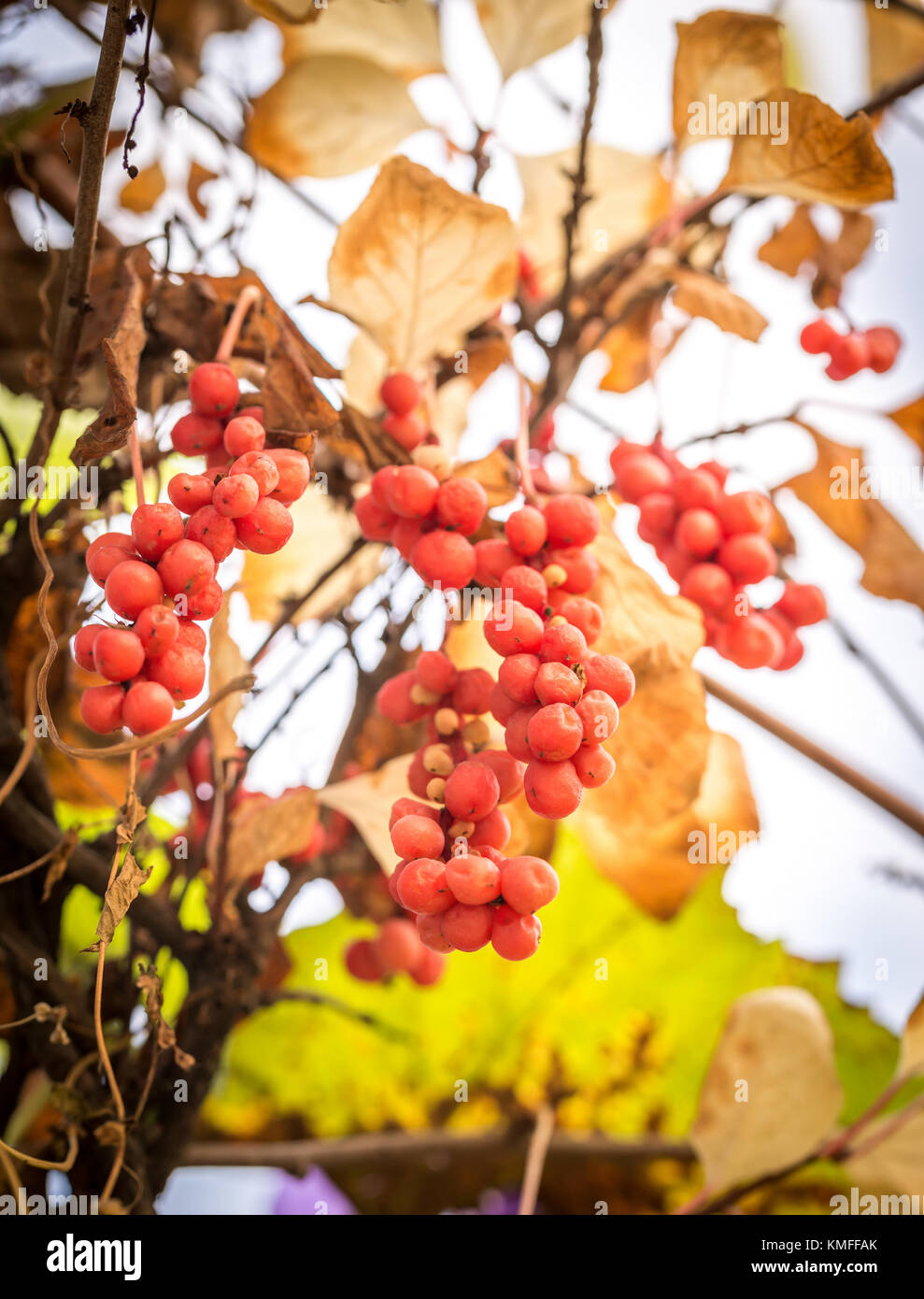 Branche de vigne berries magnolia chinois Banque D'Images