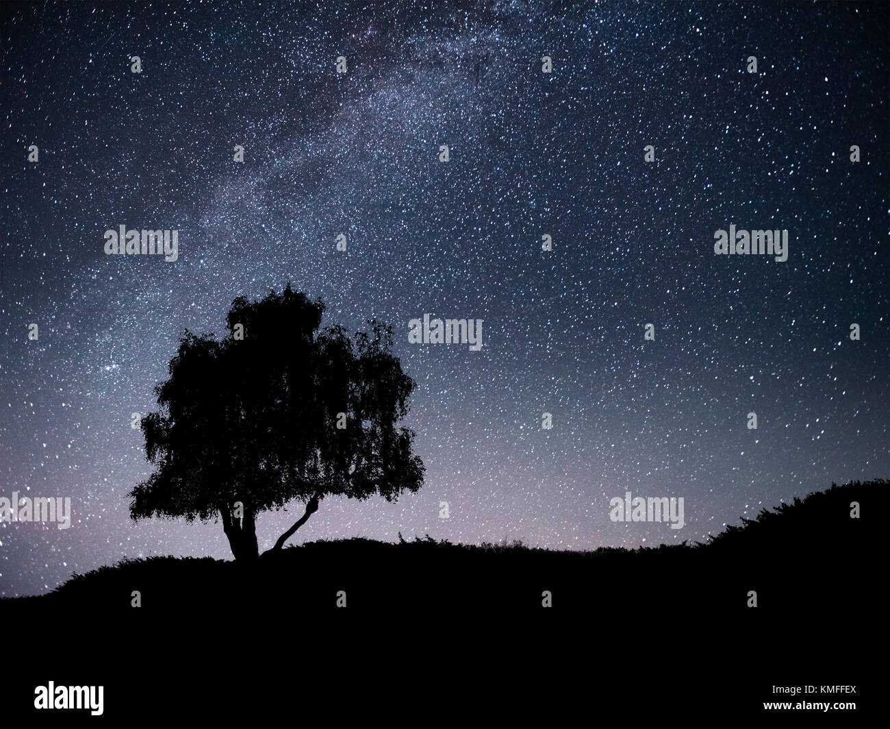 Paysage Avec Nuit Ciel étoilé Et Silhouette Darbre Sur La